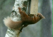 Red Squirrel